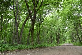 Eine Landstraße im Sommer von Claude Laprise