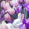 Bunny dans un champ de tulipes sur Treechild