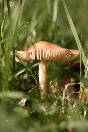 Petit chapeau vert