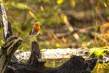 Robins at the waterhole by 