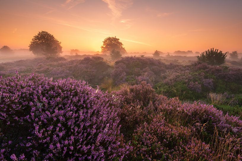 Aekingerzand par Mark van der Walle