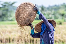 Reistrocknung von Lex Scholten