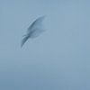 ICM - long exposure bird 4 by Erik Reijnders
