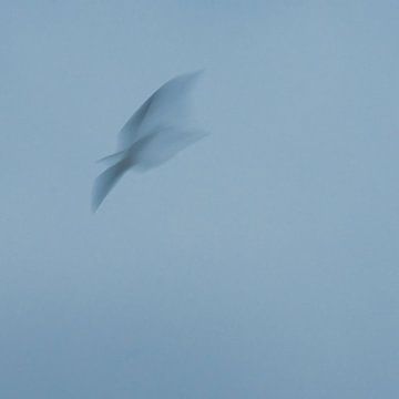 ICM - long exposure bird 4 by Erik Reijnders
