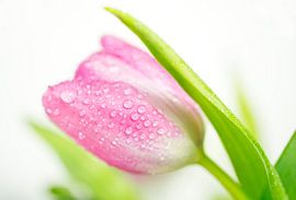 Zachtroze tulp met dauw en groen van Iris Holzer Richardson