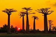 Baobab yellow sunset van Dennis van de Water thumbnail