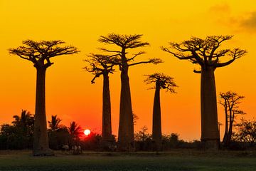 Baobab yellow sunset van Dennis van de Water