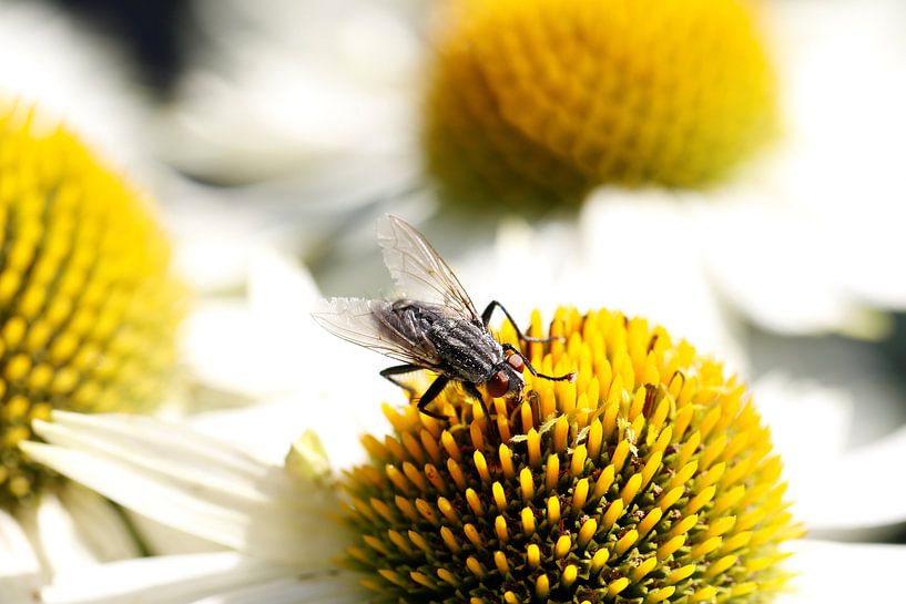 Vaste plant Zonnehoed - geel - wit - macro - Nederland - vlieg op bloem van Jannie Domburg van Woudenberg