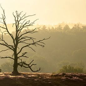 bare tree in the morning sun by Hans Brasz