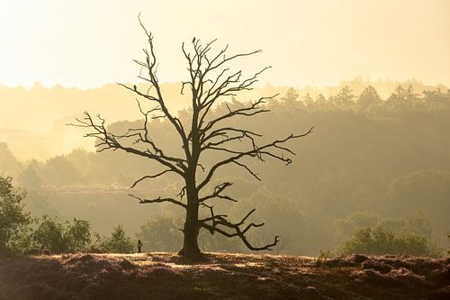 Arbre dénudé dans le soleil du matin