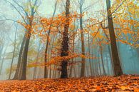 Paysage de hêtres lors d'une matinée d'automne brumeuse par Sjoerd van der Wal Photographie Aperçu
