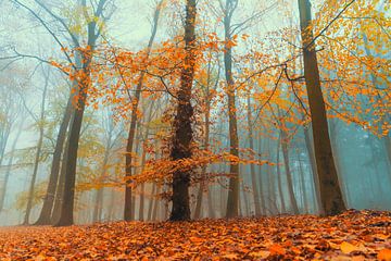 Beech tree landscape during a foggy fall morning