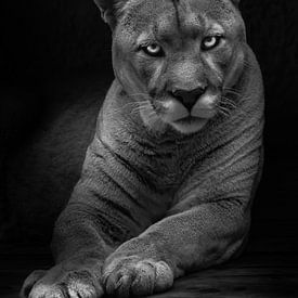 The question is in the eyes of a languid female cougar, dangerous and beautiful in the dark, black a by Michael Semenov