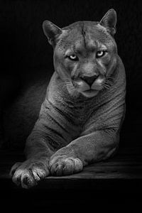 Die Frage steht in den Augen einer trägen Puma-Frau, gefährlich und schön in der Dunkelheit, schwarz von Michael Semenov