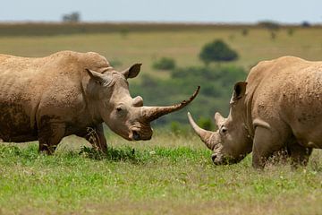 Rhino gevecht van Peter Michel