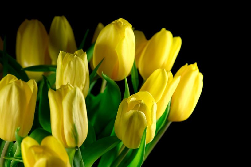 Tulips by Thomas Jäger