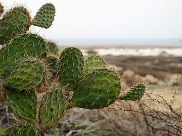 Arubischer Kaktus von Loes