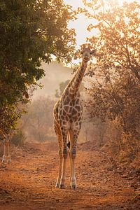 Neugierige kleine Giraffe