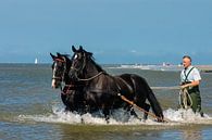 Paarden in de zee bij Ameland van Brian Morgan thumbnail