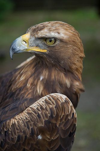 Portret van een adelaar