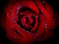 Red Rose