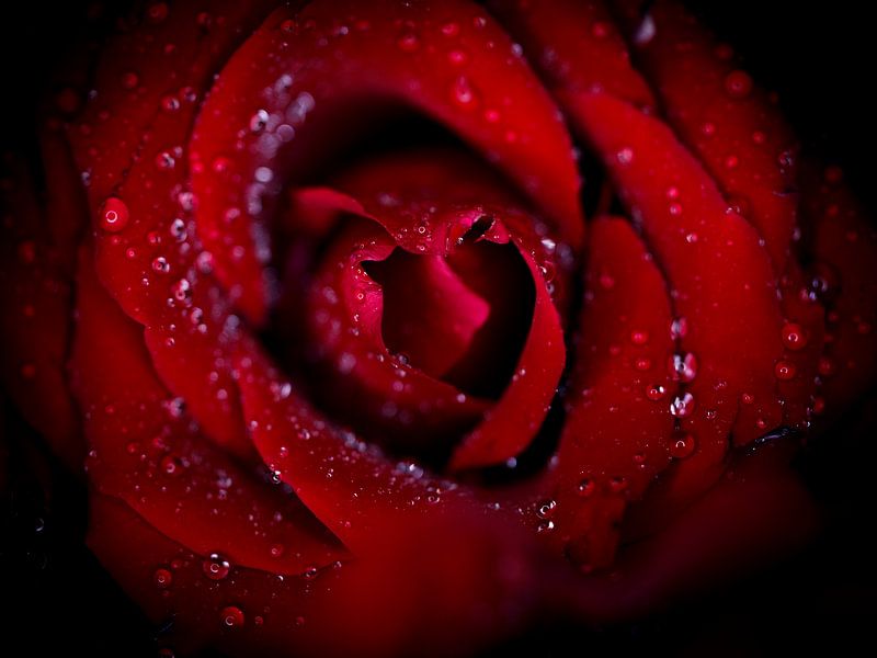 Red Rose by Jorrick Mulder