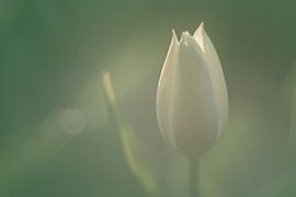 White tulip in soft morning light by Harmen Mol