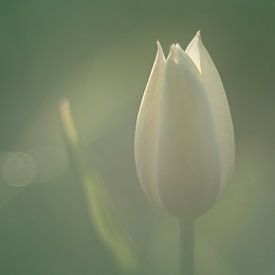 Tulipe blanche dans la lumière douce du matin sur Harmen Mol