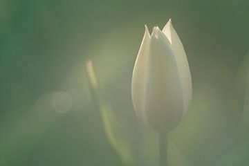 Weiße Tulpe im weichen Morgenlicht von Harmen Mol