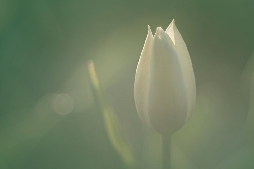 White tulip in soft morning light by Harmen Mol