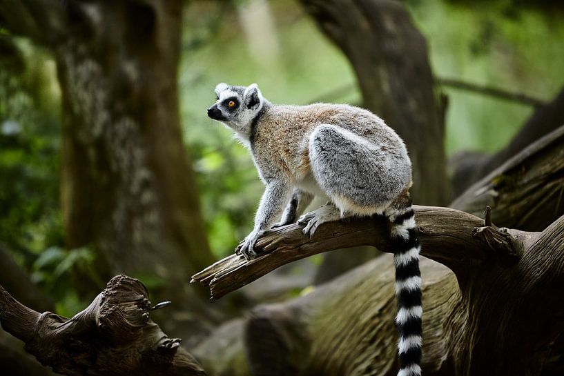 Ring tailed Lima by Graham Forrester