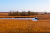 Landscape.Polder van Brian Morgan thumbnail