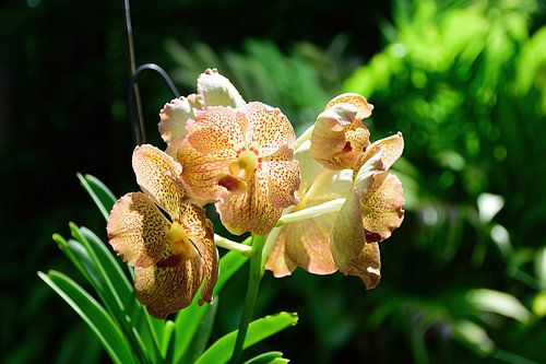 Prachtige orchideeën