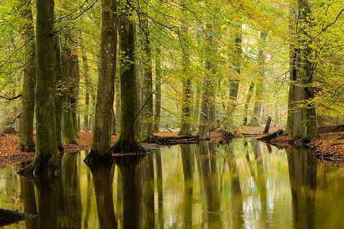 Leuvenumse beek in herfst kleuren!