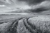 Un paysage grandiose avec de beaux nuages au-dessus des champs de céréales dans le Hogeland de Groni par Bas Meelker Aperçu