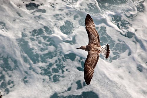 Zeemeeuw vliegt boven wilde golven van de Middellandse zee in Griekenland