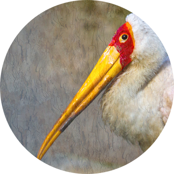 Nimmersatt - Mycteria ibis van Ursula Di Chito