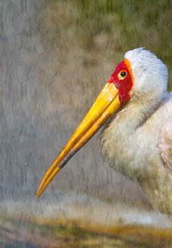 Nimmersatt - Mycteria ibis by Ursula Di Chito