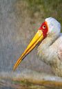 Nimmersatt - Mycteria ibis van Ursula Di Chito thumbnail