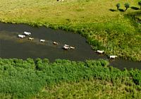 Kühe auf der Suche nach Erfrischung in der Westeindse weel.