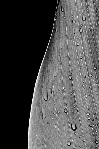 Feuille - noir et blanc sur Ellis Peeters