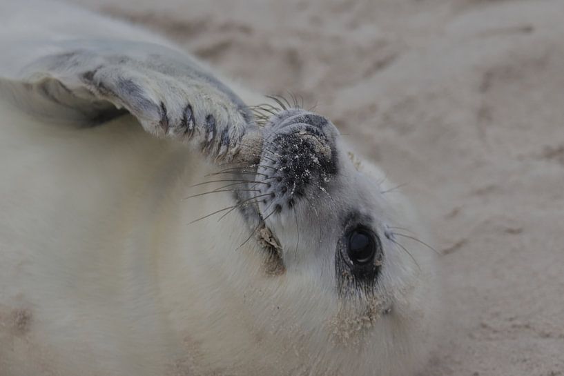 Seal pups by Rinnie Wijnstra (FotoAmeland )