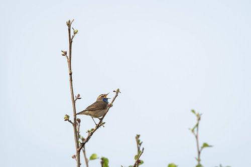 Zingende blauwborst
