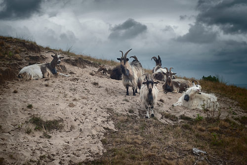 Geiten in de duinen van Vlieland – Waddenlucht, zand en eigenwijsheid van Elianne van Turennout