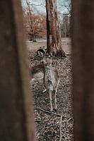 Hirsche im Wald