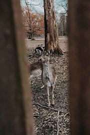 Hirsche im Wald von Werner Lantinga