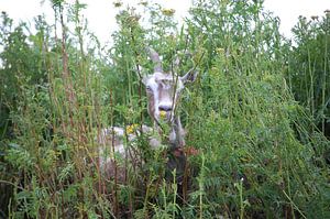 Hide and seek sur Rob de Jong