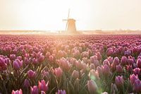 Lever de soleil à Schermerhorn