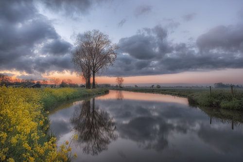 Een mooie boom in de Betuwe