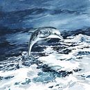 Dolfijnen spelen van Lucia thumbnail